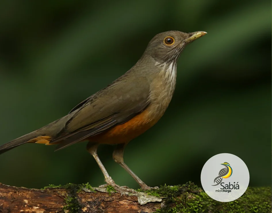 Representação da fauna brasileira